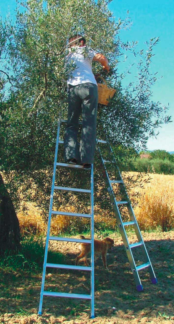 agri_vera.jpg